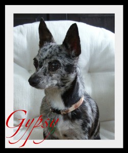 Gypsy Border