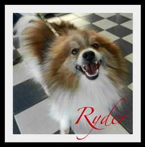 Ryder Happy Border