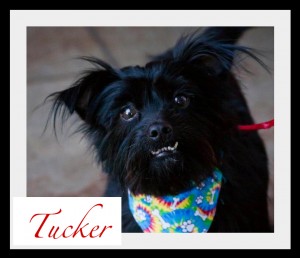 Tucker Border