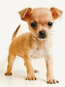 tinytoychihuahua