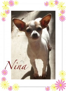 NinaFlowerBorder