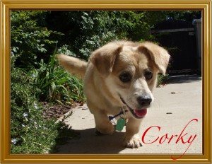 CorkyHeadOn-1
