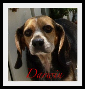 Darwin Face Border