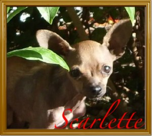 ScarletteBushes-1