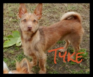 Tyke Border